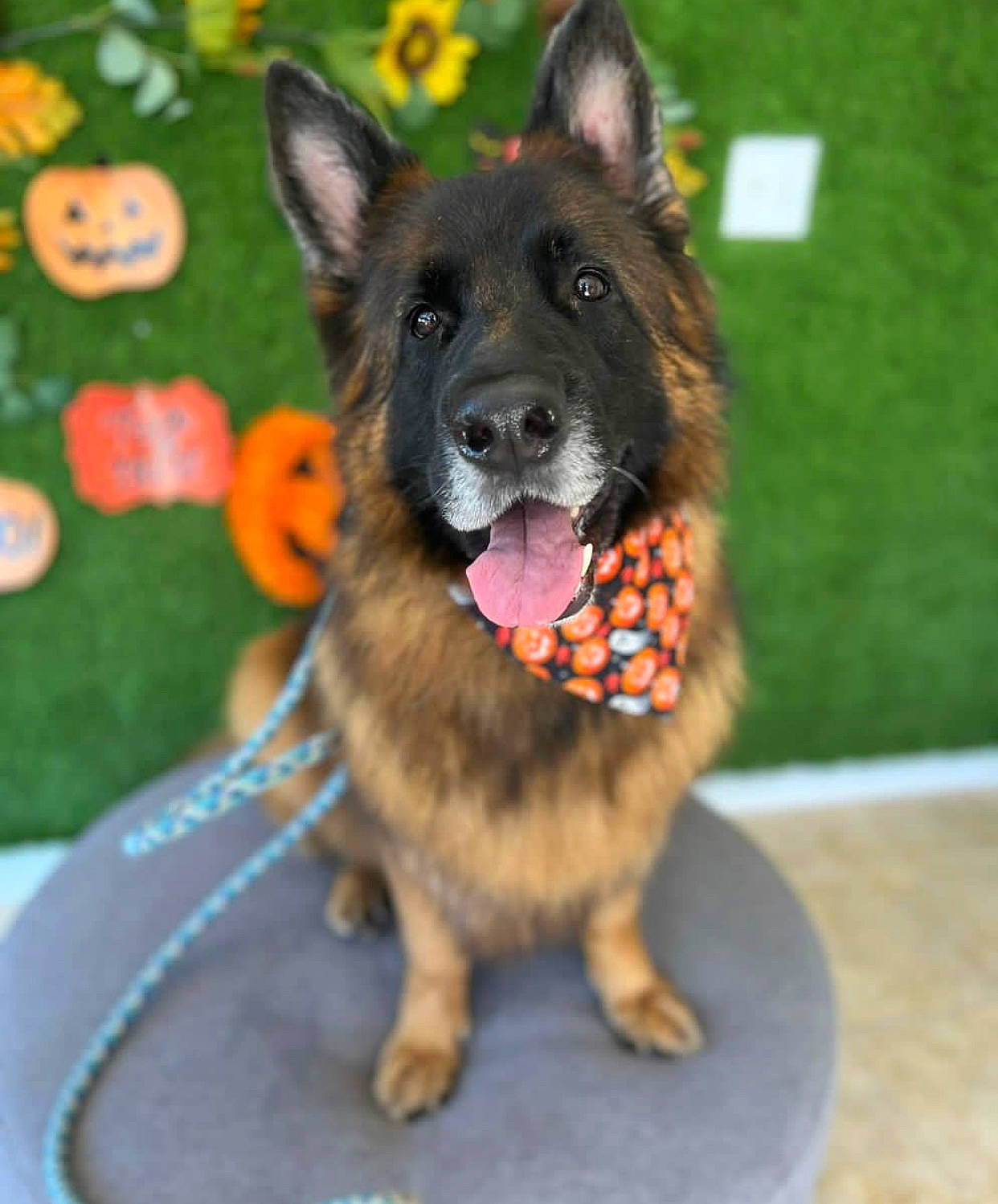 Gunner joined the competition — help win amazing prizes! biting, canidae, carnivore, collar, companion_dog, dog, dog_breed, dog_supply, fawn, fur, grass, herding_dog, leash, party_hat, pet_supply, plant, snout, sporting_group, tail, working_animal