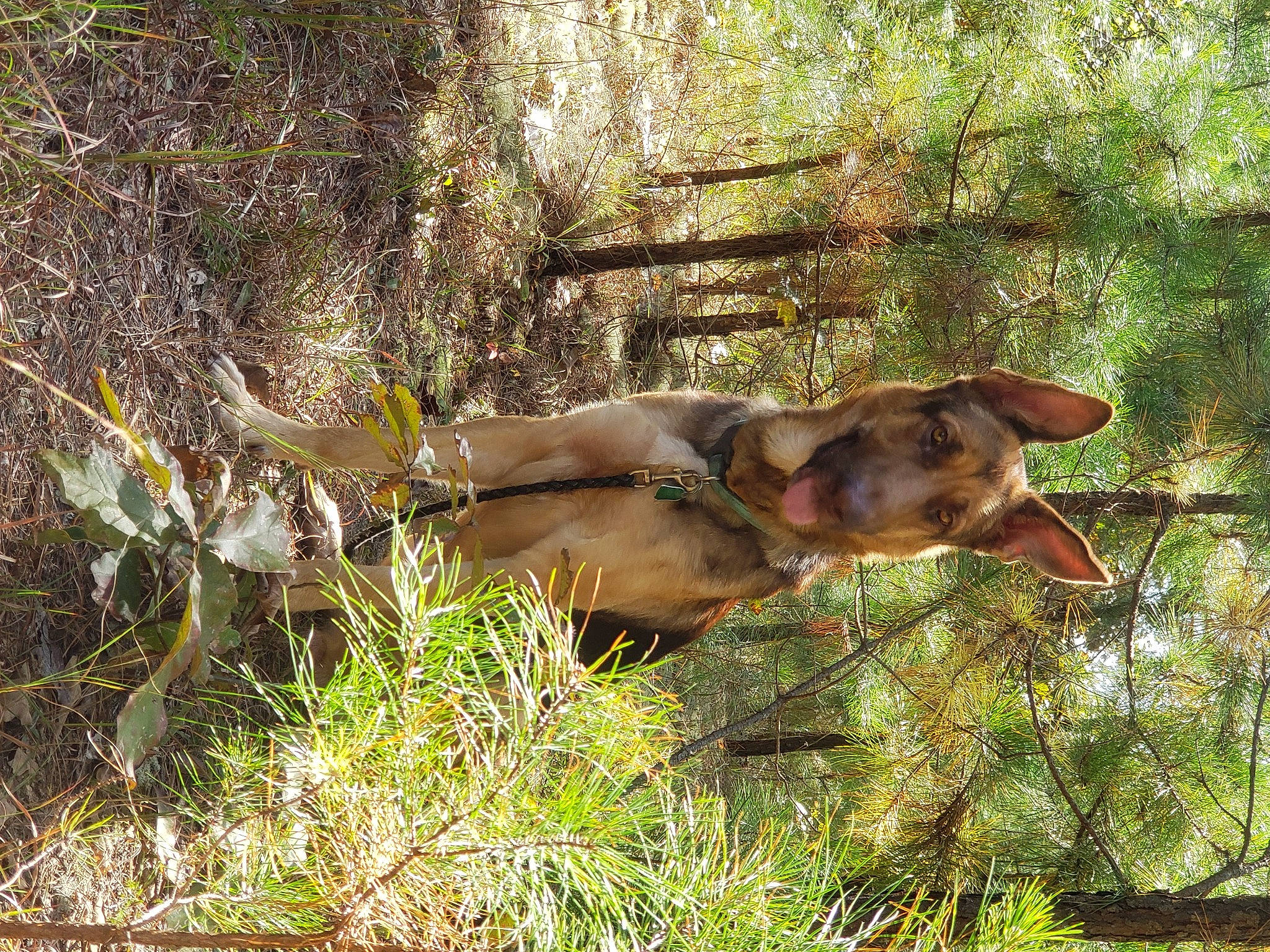 Bravo Sniper joined the competition — help win amazing prizes! canidae, carnivore, dog, dog_breed, fawn, hunting_dog, liver, sporting_group