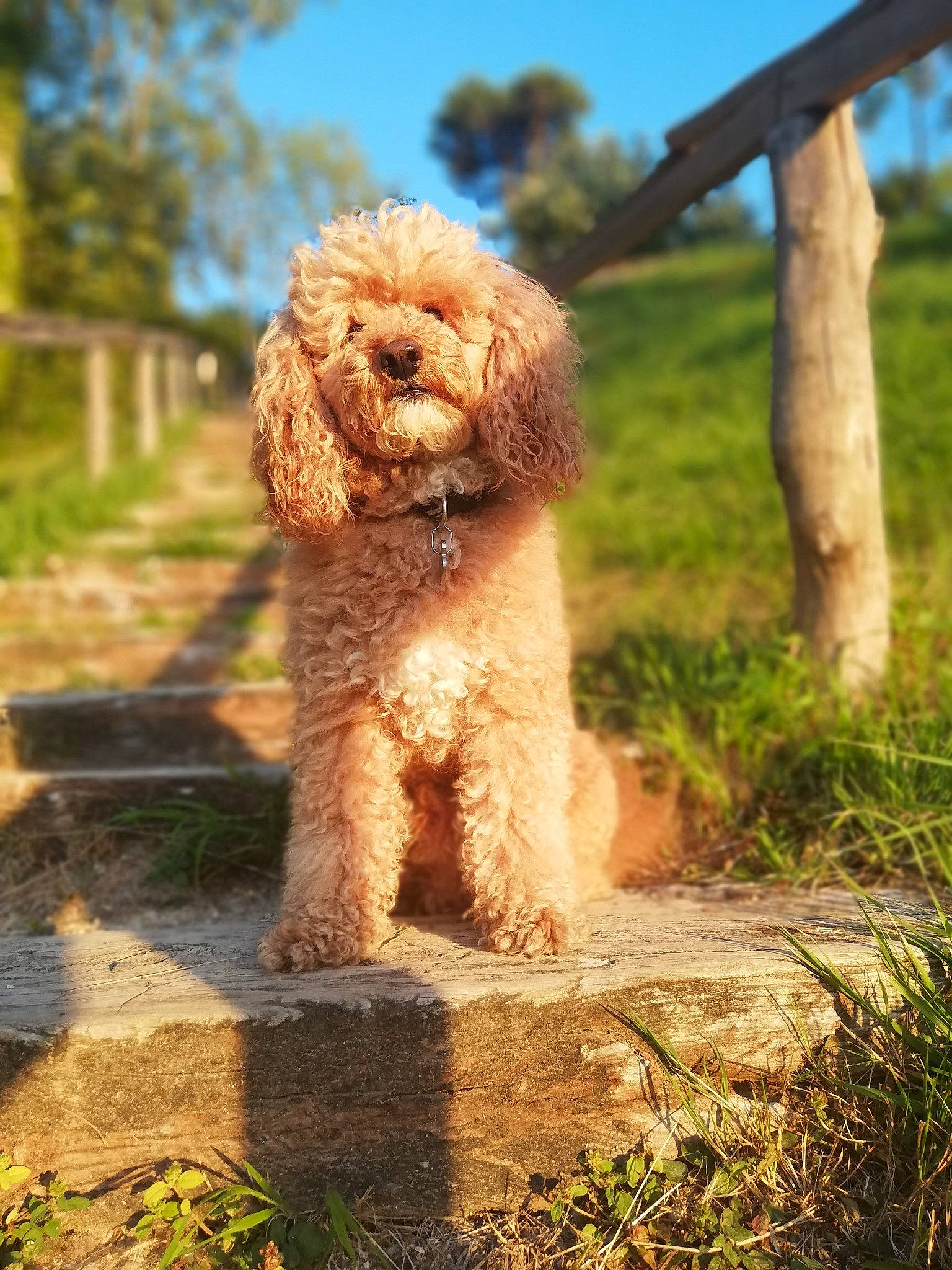 Orus participe au concours pour gagner de l'argent avec cette photo : canidae, carnivore, companion_dog, dog, dog_breed, fawn, grass, labradoodle, landscape, liver, plant, poodle, sky, snout, soil, sporting_group, terrier, toy_dog, tree, water_dog