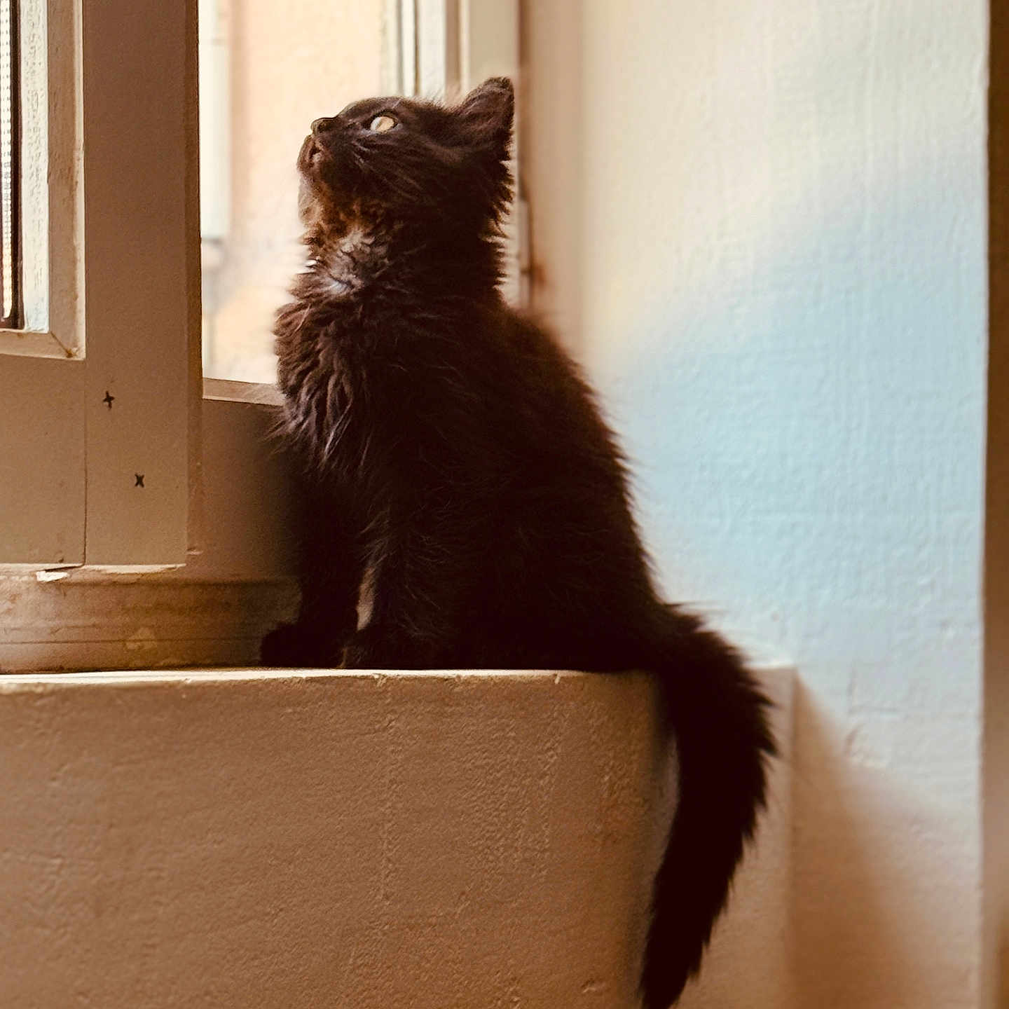 Tertone a rejoint le concours — aidez-le/la à gagner de superbes lots ! animal, black_cat, cat, cozy, curious, cute, domestic_cat, feline, fluffy, home, indoor, kitten, looking_up, natural_light, pet, sitting, soft_light, window, windowsill, young_cat