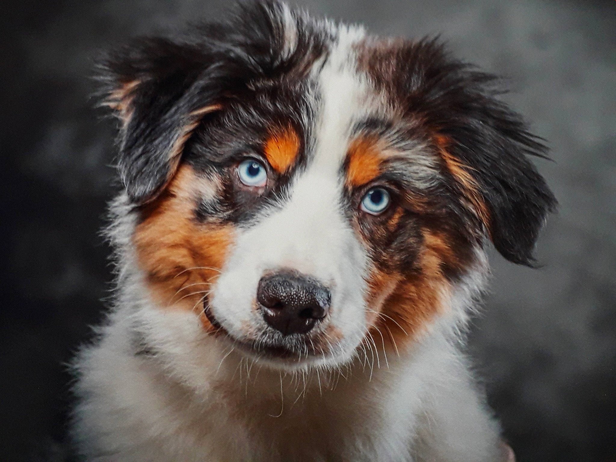 Rainbow participe au concours pour gagner de l'argent avec cette photo : australian_collie, australian_shepherd, carnivore, companion_dog, dog, dog_breed, fur, herding_dog, miniature_australian_shepherd, plant, snout, sporting_group, tree, whiskers, working_dog