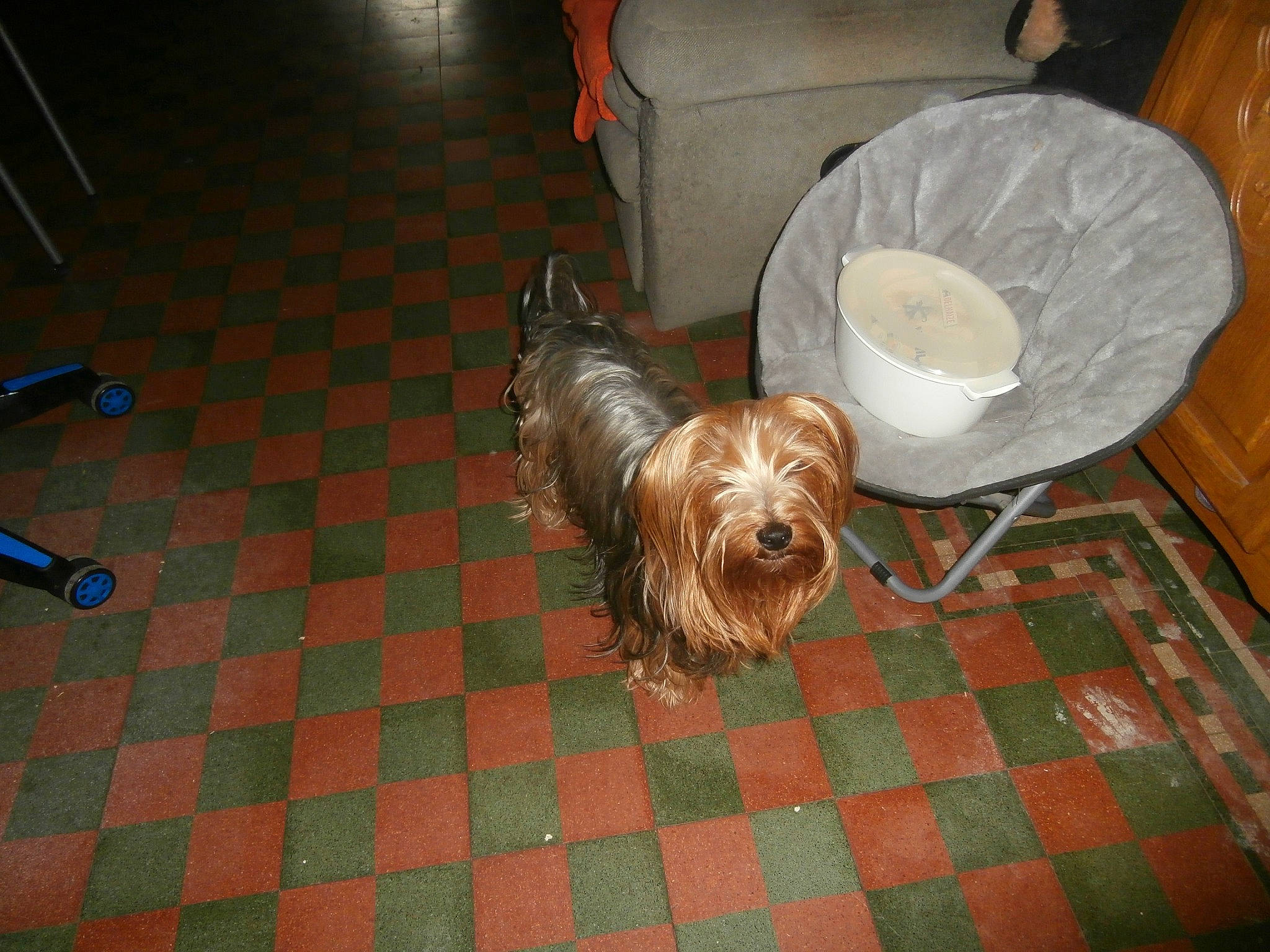 Chipie a rejoint le concours — aidez-le/la à gagner de superbes lots ! automotive_tire, canidae, carnivore, companion_dog, dog, dog_breed, dog_supply, floor, flooring, fur, hardwood, liver, road_surface, small_terrier, snout, sporting_group, terrier, toy_dog, wood, working_animal