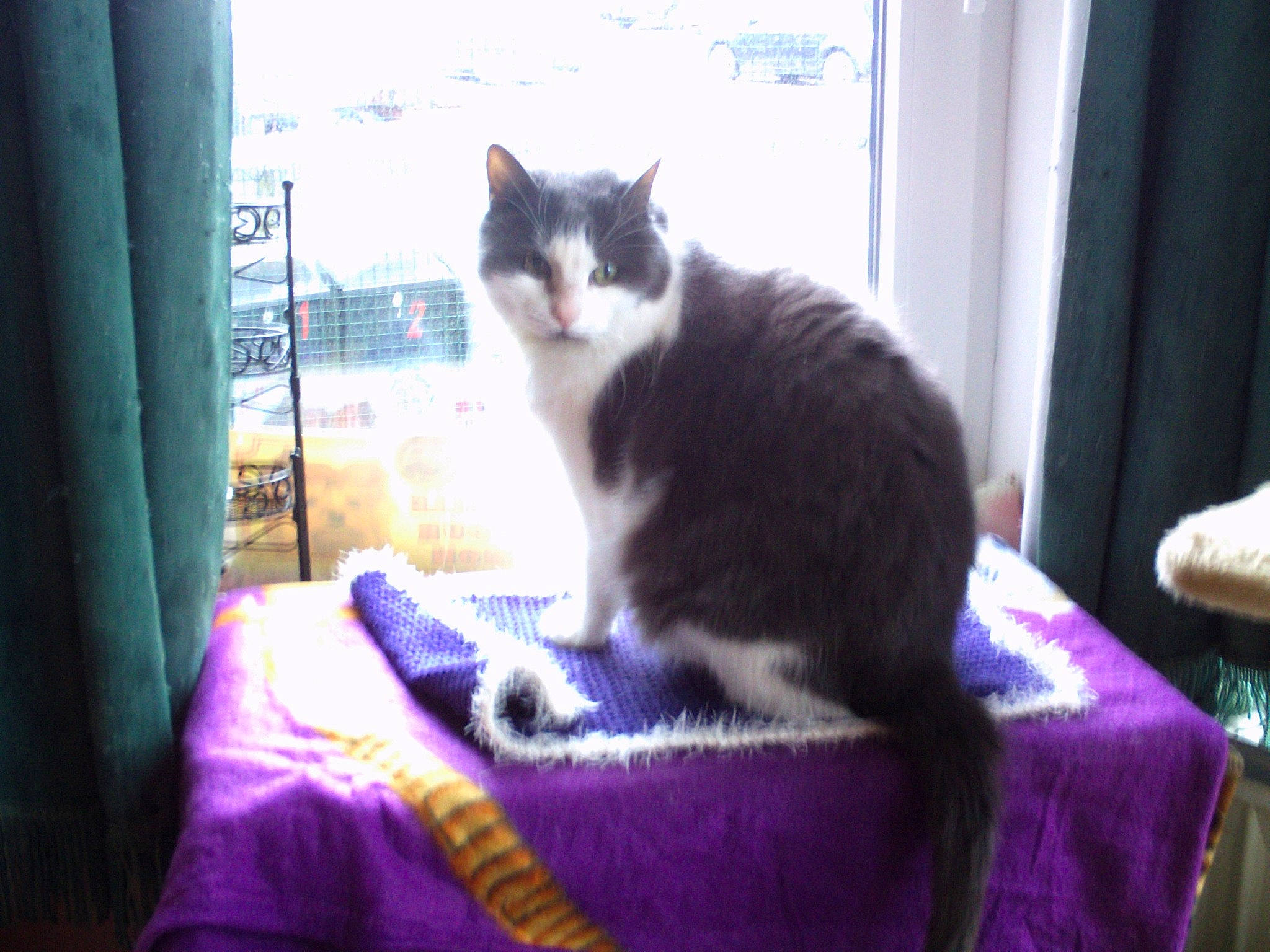 Pousinette a rejoint le concours — aidez-le/la à gagner de superbes lots ! carnivore, cat, cat_furniture, cat_supply, comfort, curtain, domestic_short_haired_cat, felidae, fur, magenta, purple, room, sitting, small_to_medium_sized_cats, snout, tail, tints_and_shades, tree, whiskers, window