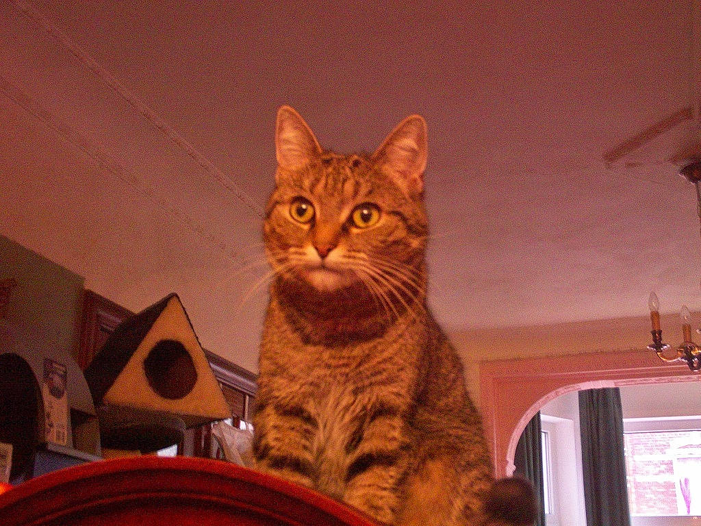 Pupuce participe au concours pour gagner de l'argent avec cette photo : audio_equipment, carnivore, cat, comfort, domestic_short_haired_cat, felidae, fur, paw, room, sitting, small_to_medium_sized_cats, snout, tail, tree, whiskers, wood