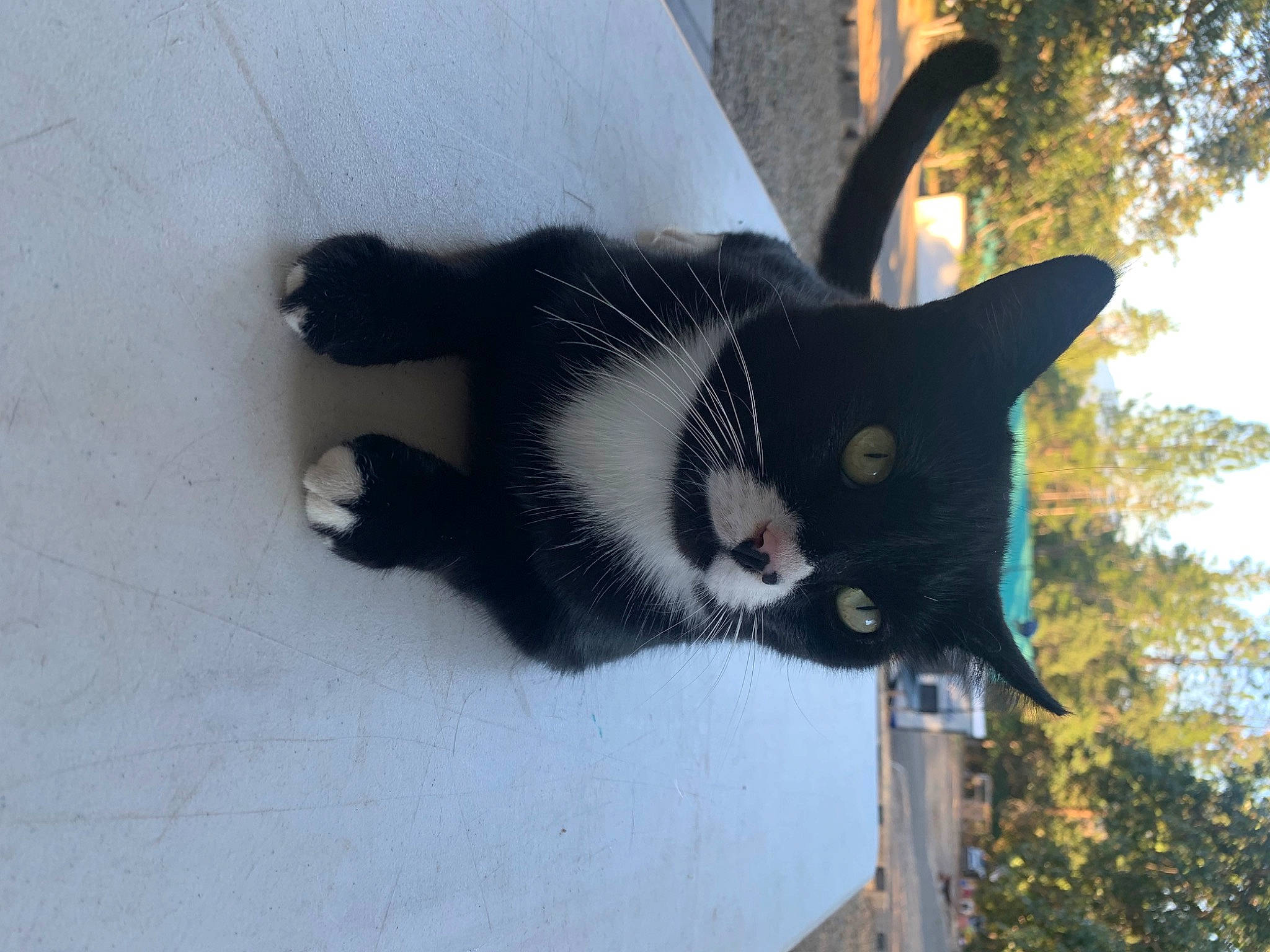 Ivan joined the competition — help win amazing prizes! art, beard, black_cat, carnivore, cat, domestic_short_haired_cat, eye, felidae, fur, grass, grey, plant, sky, small_to_medium_sized_cats, snout, tail, terrestrial_animal, tree, trunk, whiskers