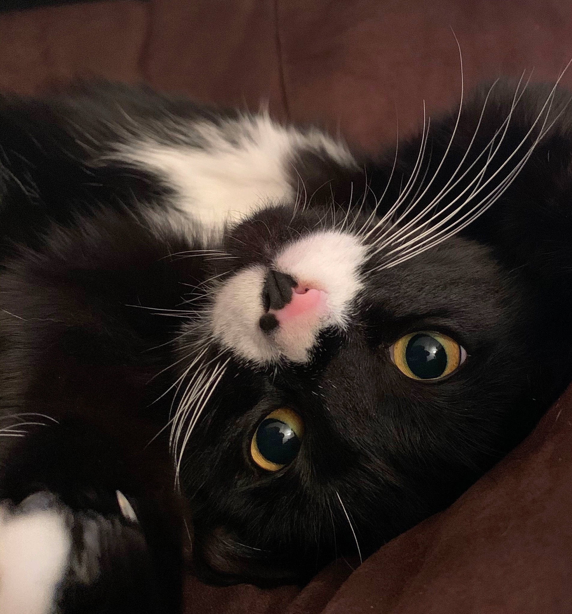 Ivan joined the competition — help win amazing prizes! bombay, carnivore, cat, claw, close_up, domestic_short_haired_cat, eye, felidae, fur, head, mammal, nose, paw, small_to_medium_sized_cats, snout, vertebrate, whiskers
