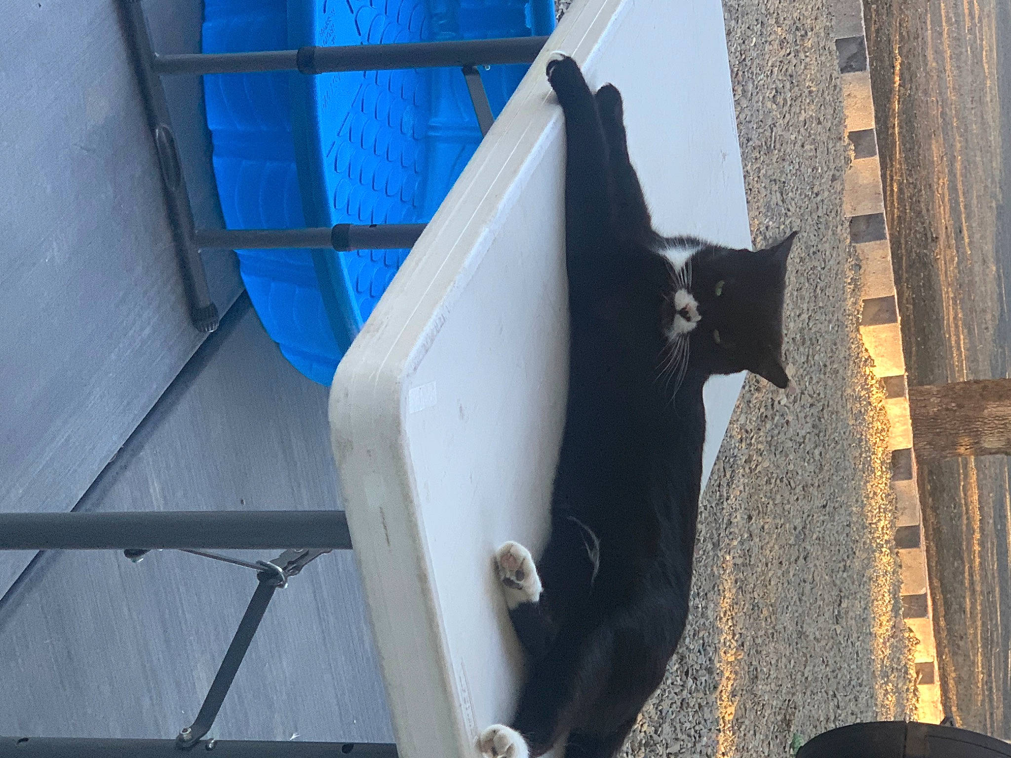 Ivan joined the competition — help win amazing prizes! art, blue, building, carnivore, cat, electric_blue, felidae, house, metal, pet_supply, sculpture, shadow, small_to_medium_sized_cats, snout, stairs, tail, tints_and_shades, water, window, wood