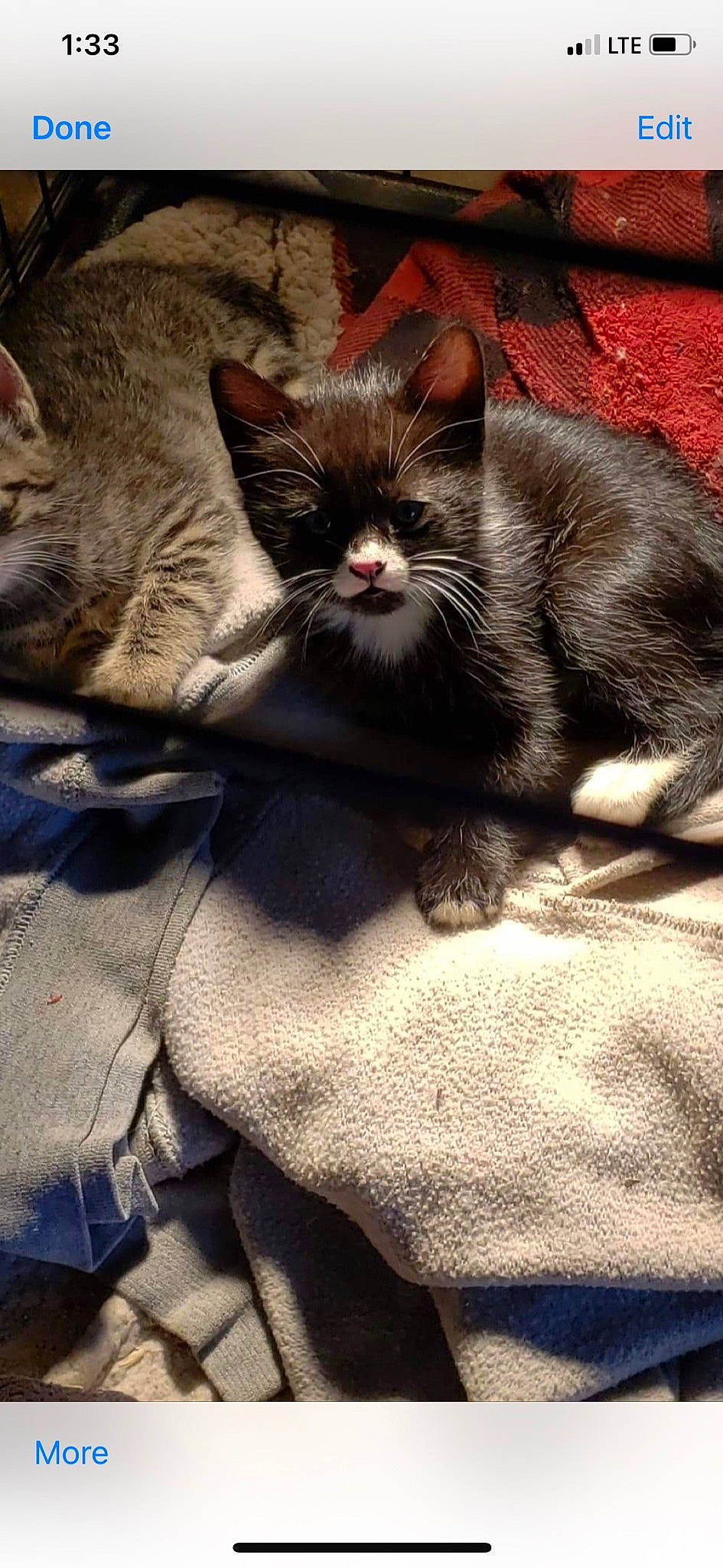 Ivan is registered to the contest to win money with this photo: bed, black_cat, carnivore, cat, claw, comfort, domestic_short_haired_cat, felidae, fur, gesture, grey, linens, nap, paw, small_to_medium_sized_cats, snout, tail, terrestrial_animal, whiskers, yawn