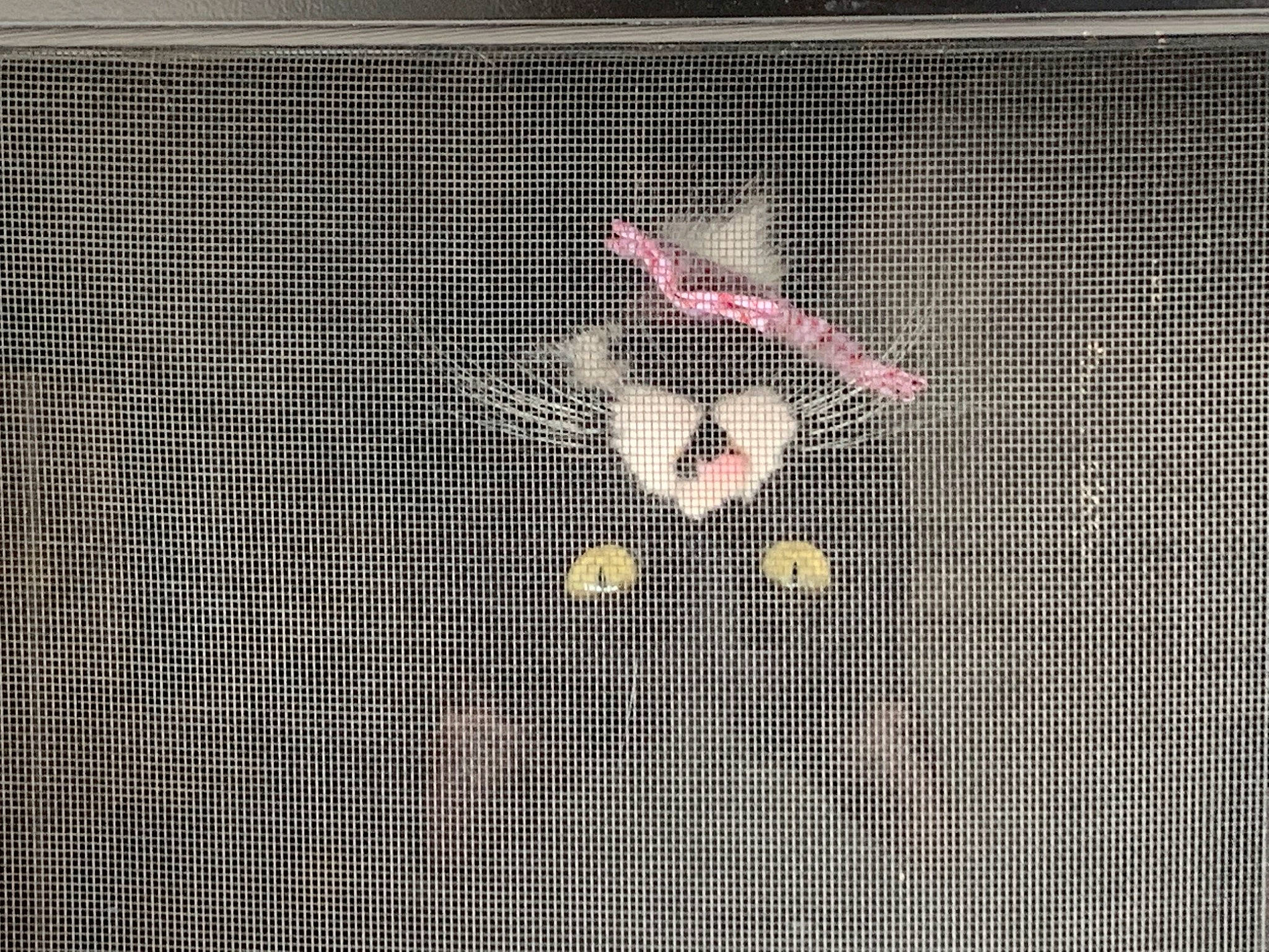 Ivan joined the competition — help win amazing prizes! animation, art, cat, circle, display_device, entertainment, event, flooring, font, graphics, illustration, mesh, net, pattern, space, symmetry, tail, tree, visual_arts, wood