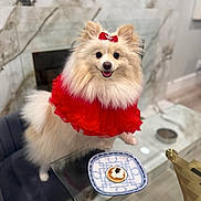 Mishka is registered to the contest to win money with this photo: dog, puppy, small_dog, fluffy, white_fur, red_dress, red_bow, dressed_pet, smiling, portrait, indoor, marble_background, glass_table, plate, snack, dessert, furniture, home, cute, fashionable