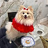 dog, puppy, small_dog, fluffy, white_fur, red_dress, red_bow, dressed_pet, smiling, portrait, indoor, marble_background, glass_table, plate, snack, dessert, furniture, home, cute, fashionable