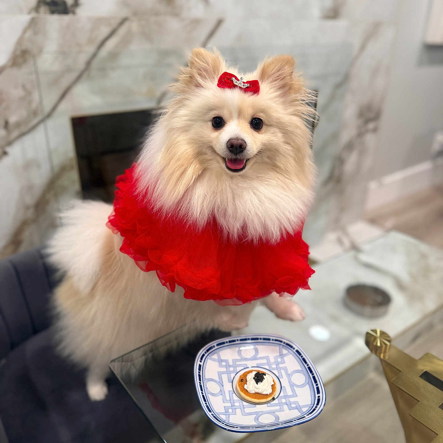 Mishka is registered to the contest to win money with this photo: dog, puppy, small_dog, fluffy, white_fur, red_dress, red_bow, dressed_pet, smiling, portrait, indoor, marble_background, glass_table, plate, snack, dessert, furniture, home, cute, fashionable