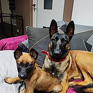 Wyka Et Aïko a rejoint le concours — aidez-le/la à gagner de superbes lots ! dog, belgian_malinois, puppy, adult_dog, indoor, couch, pillow, blanket, pet, animal, brown_coat, black_mask, ears_up, looking_at_camera, resting, companion, household, domestic, canine, alert