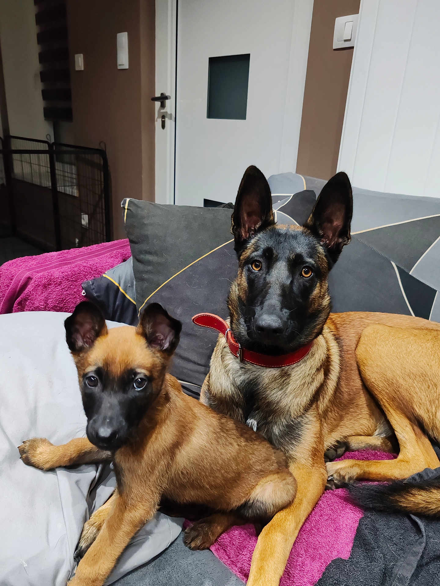 Wyka Et Aïko a rejoint le concours — aidez-le/la à gagner de superbes lots ! dog, belgian_malinois, puppy, adult_dog, indoor, couch, pillow, blanket, pet, animal, brown_coat, black_mask, ears_up, looking_at_camera, resting, companion, household, domestic, canine, alert