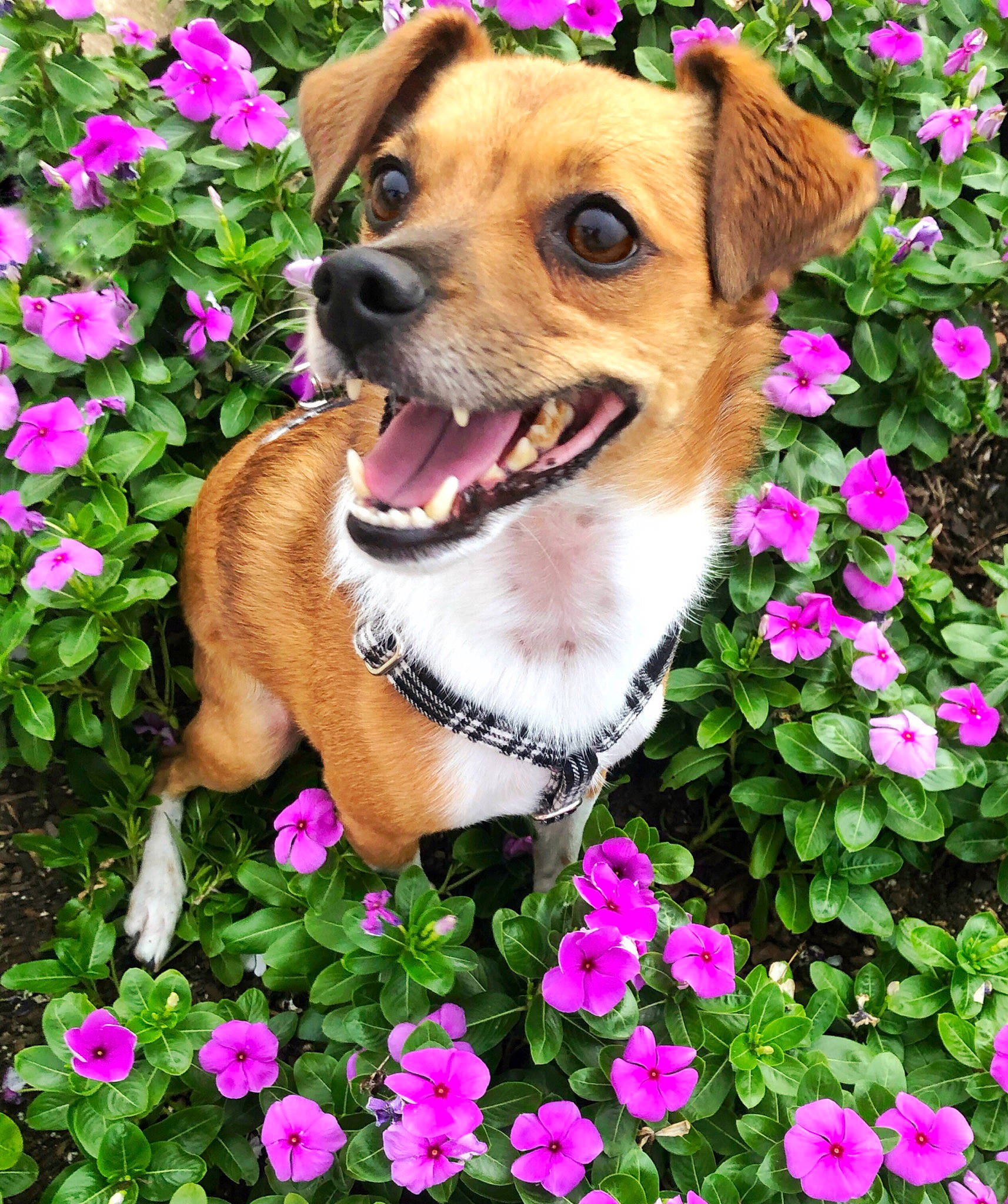 Finn joined the competition — help win amazing prizes! canidae, carnivore, companion_dog, dog, dog_breed, fawn, flower, grass, herbaceous_plant, mammal, petal, pink, plant, puppy, puppy_love, snout, wildflower