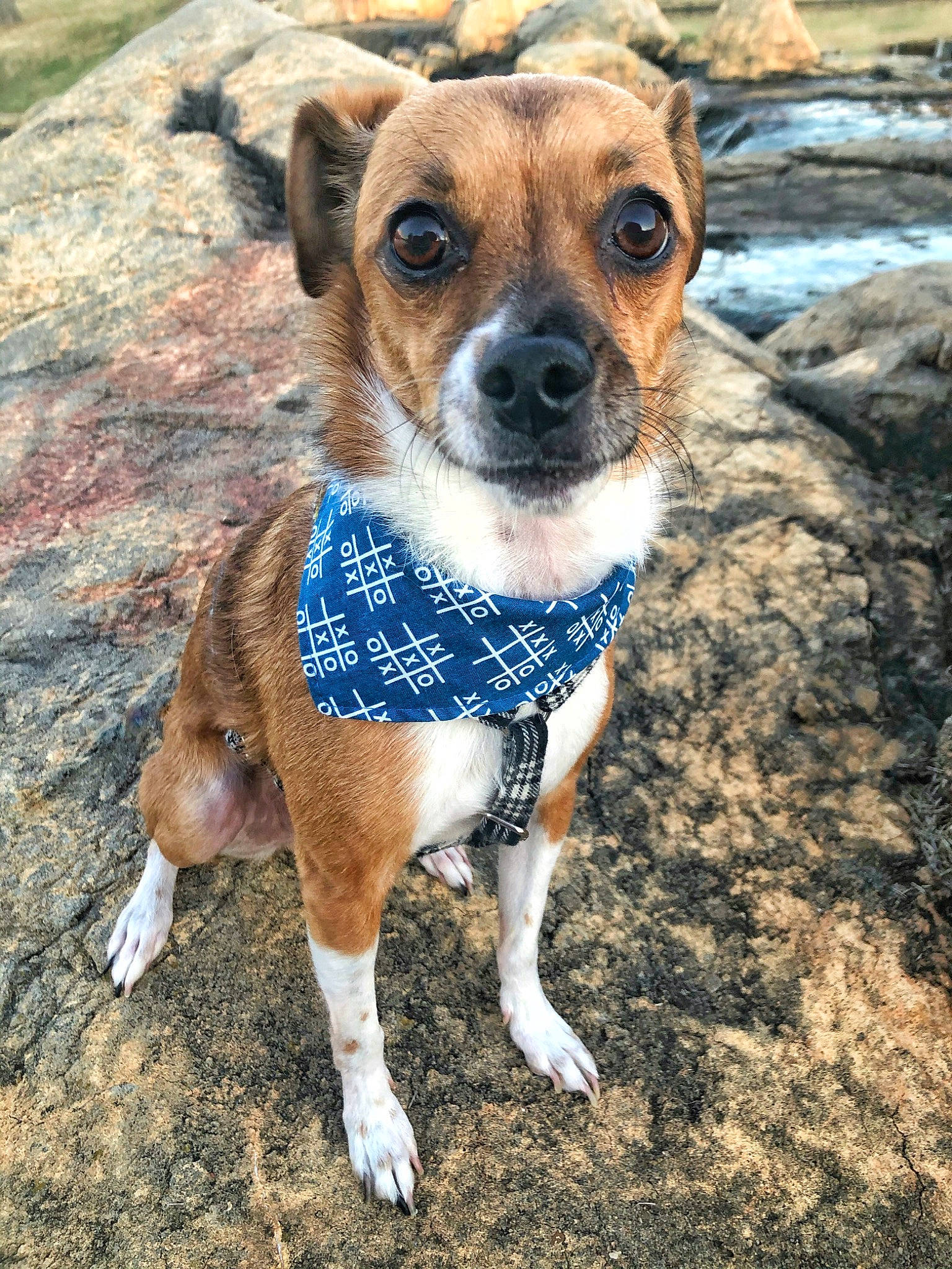 Finn is registered to the contest to win money with this photo: adventure, canidae, carnivore, collar, companion_dog, danish_swedish_farmdog, dog, dog_breed, dog_collar, fawn, feist, mammal, mountain_cur, potcake_dog, puppy, snout, vertebrate, whiskers