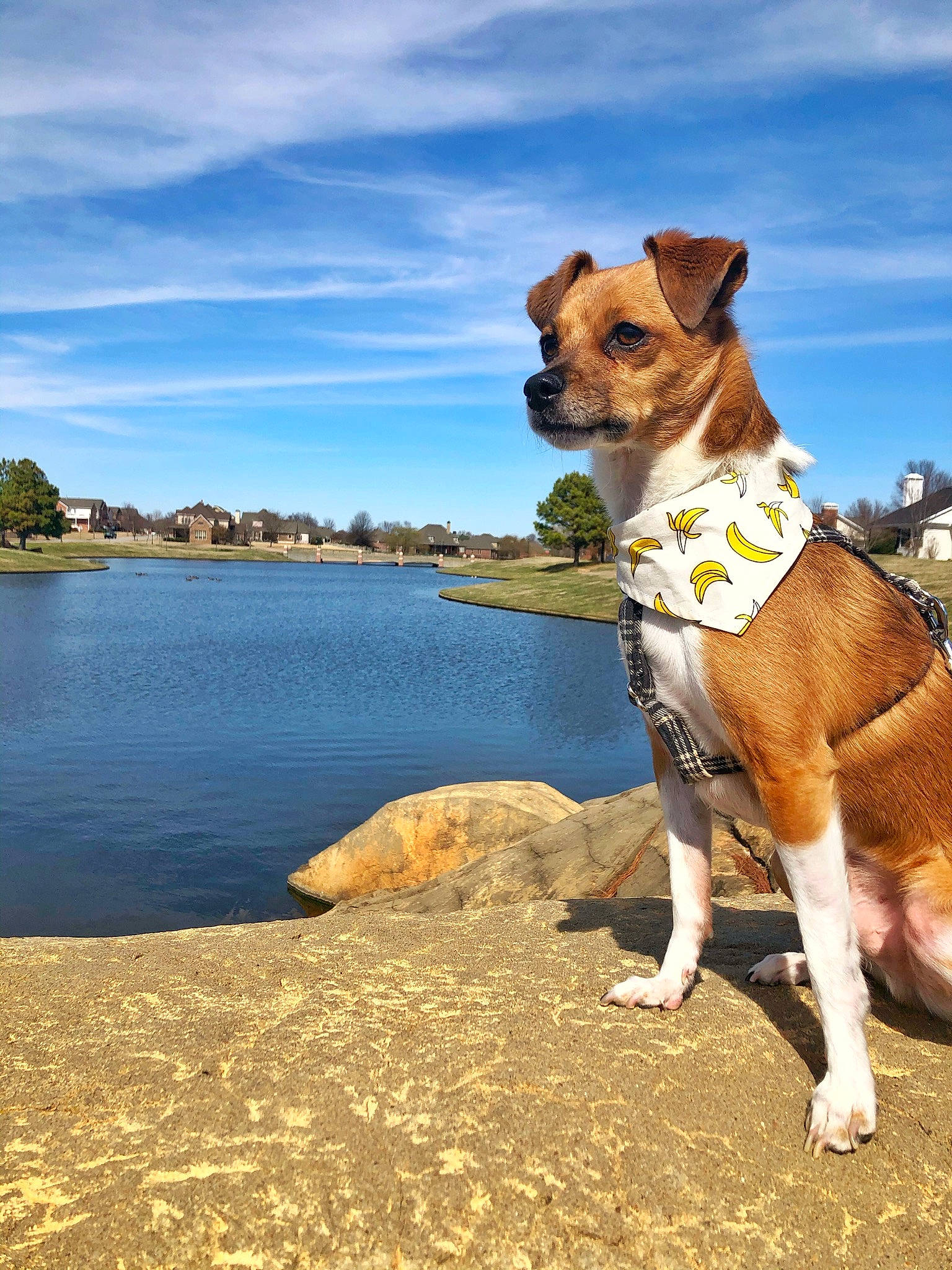 Finn joined the competition — help win amazing prizes! adventure, american_staffordshire_terrier, canidae, carnivore, companion_dog, dog, dog_breed, dog_collar, dog_walking, fawn, leash, mammal, plant, potcake_dog, river, russell_terrier, sky, sporting_group, terrier, vacation