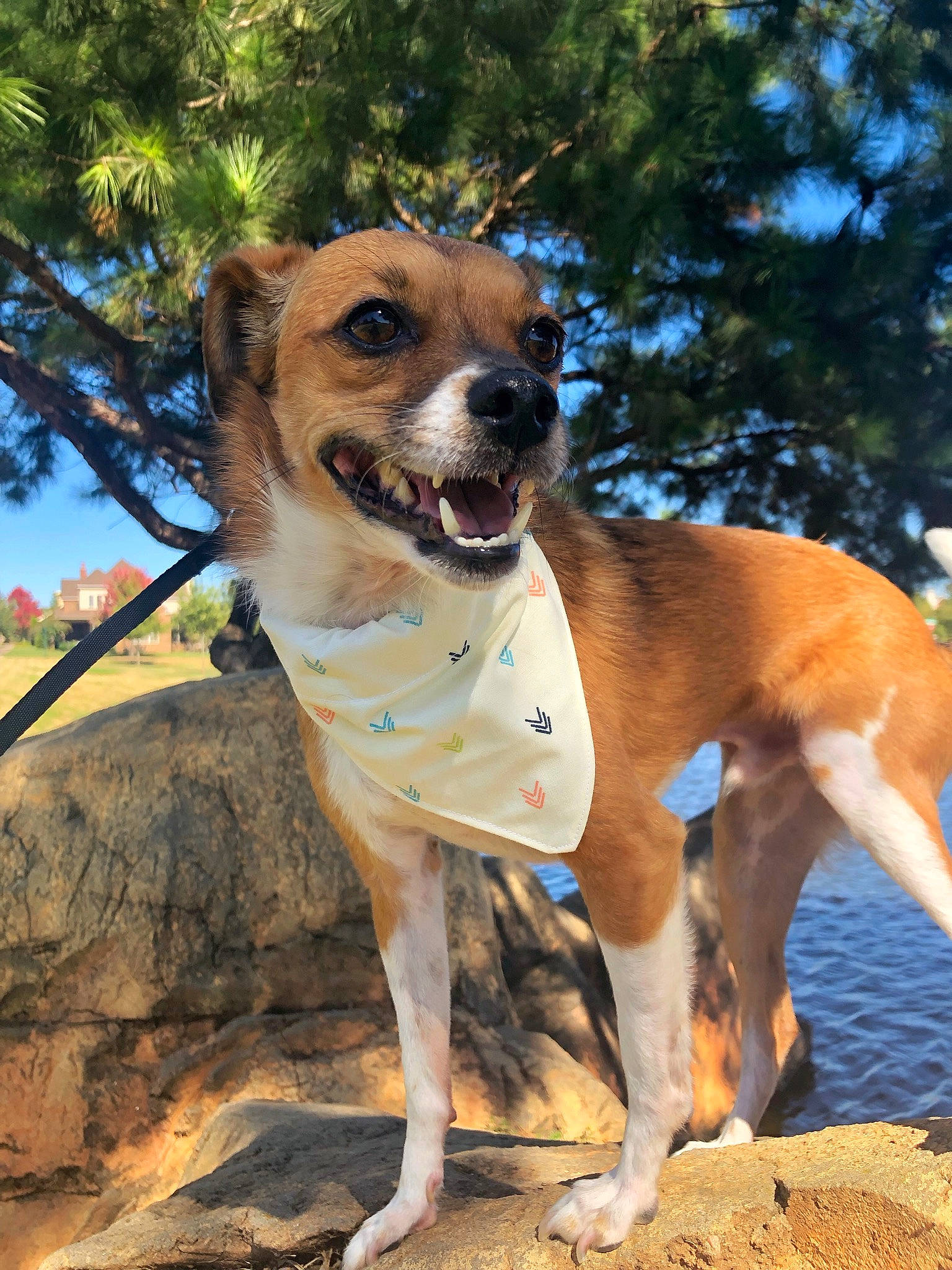 Finn joined the competition — help win amazing prizes! africanis, ancient_dog_breeds, canidae, carnivore, companion_dog, dog, dog_breed, fawn, feist, hunting_dog, mammal, mountain_cur, potcake_dog, snout, tree, vertebrate, wildlife