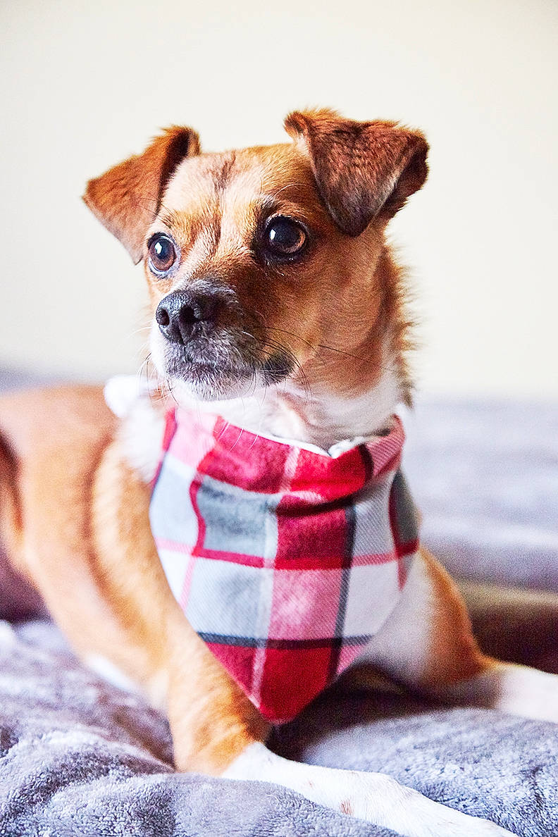 Finn joined the competition — help win amazing prizes! bow_tie, canidae, carnivore, chihuahua, companion_dog, dog, dog_breed, dog_collar, fashion_accessory, fawn, mammal, puppy, rare_breed_dog, snout, tie, toy_dog, vertebrate, whiskers
