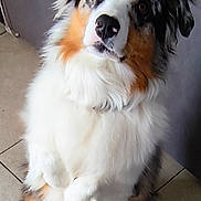 Olaf participe au concours pour gagner de l'argent avec cette photo : dog, australian_shepherd, fluffy, tricolor, sitting, pet, indoor, floor_tiles, curious, fur, ears, face, animal, canine, domestic, companion, looking_up, white_fur, brown_fur, black_fur