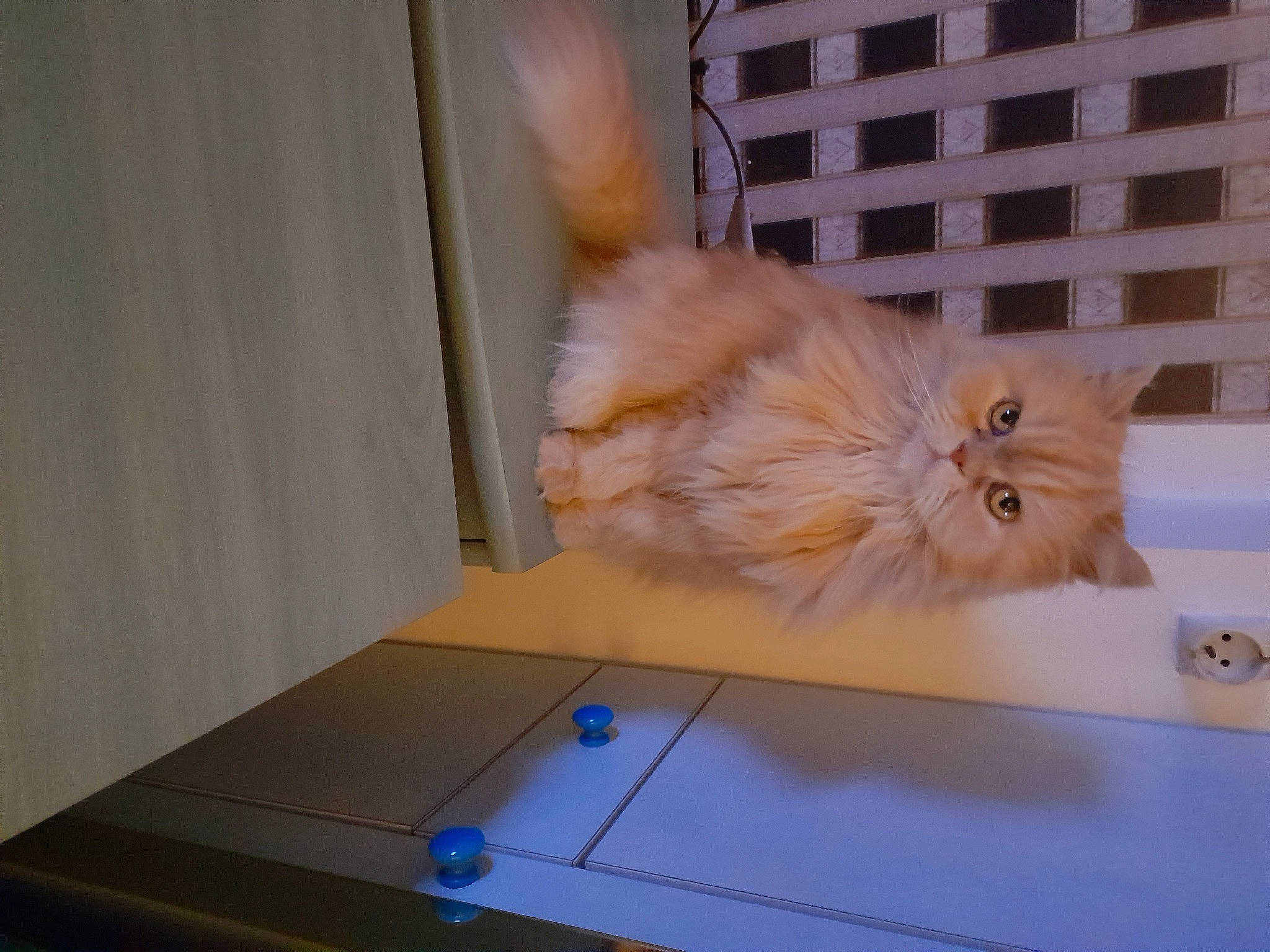 Garfield a rejoint le concours — aidez-le/la à gagner de superbes lots ! art, carnivore, cat, fawn, felidae, flooring, fur, hardwood, paw, persian, room, small_to_medium_sized_cats, tail, whiskers, wood