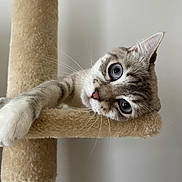 Willow is registered to the contest to win money with this photo: cat, blue_eyes, cat_tree, paw, fur, whiskers, close_up, indoor, pet, cute, animal, relaxed, feline, curious, soft_texture, beige, portrait, home, resting, striped