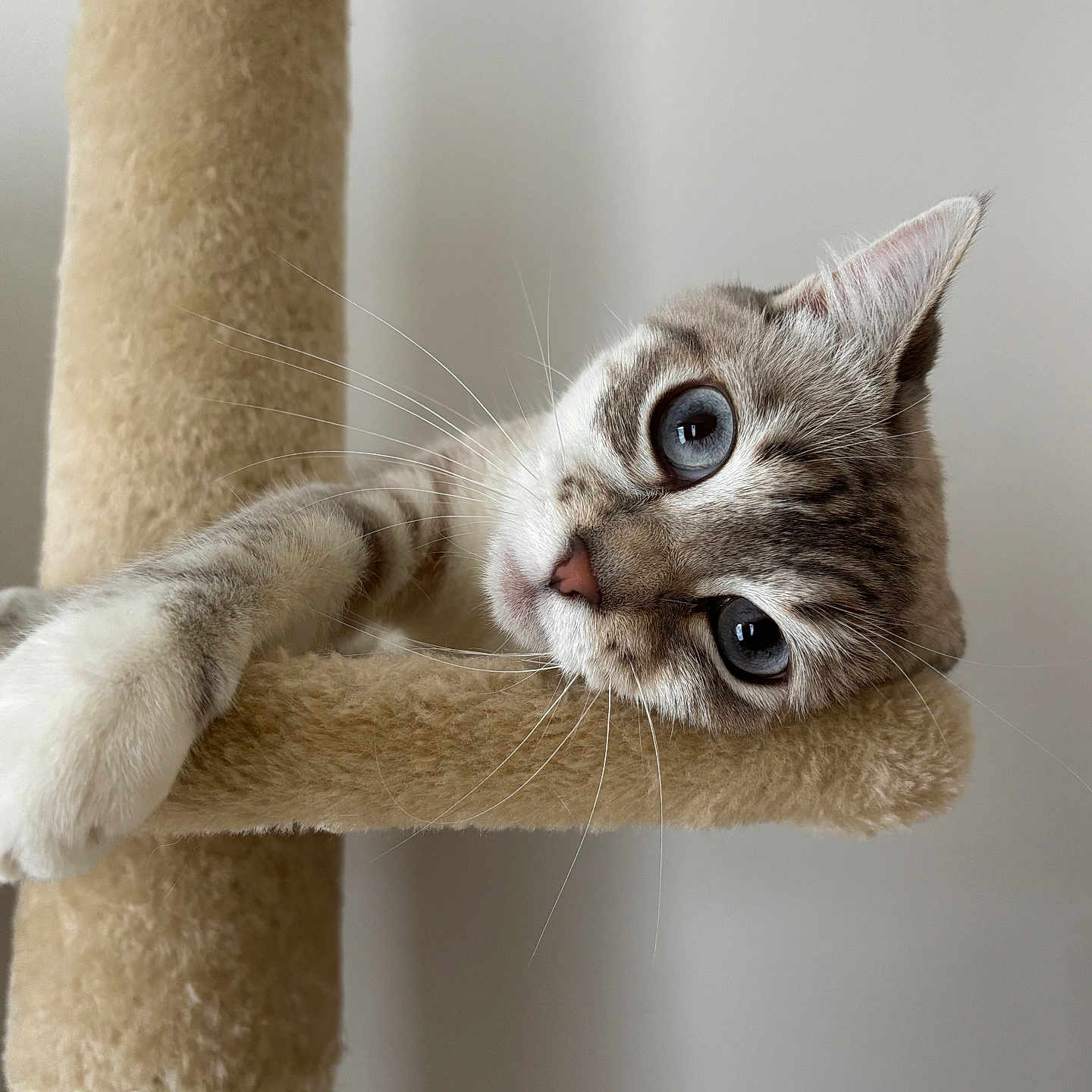 Willow is registered to the contest to win money with this photo: cat, blue_eyes, cat_tree, paw, fur, whiskers, close_up, indoor, pet, cute, animal, relaxed, feline, curious, soft_texture, beige, portrait, home, resting, striped