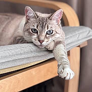 Willow participe au concours pour gagner de l'argent avec cette photo : cat, blue_eyes, paw, cushion, chair, wooden_frame, indoor, pet, feline, relaxed, lounging, close_up, fur, whiskers, domestic_animal, home_interior, soft_light, portrait, resting, curious
