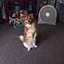 dog, brown_and_white, sitting, carpet, indoor, fan, stuffed_animals, cabinet, television, smiling, pet, furniture, living_room, happy, fluffy, toy_collection, wooden, cozy, home, animal