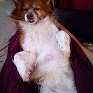 Kenny is registered to the contest to win money with this photo: animal, blanket, brown, casual, comfort, companion, couch, cozy, cute, dog, fur, furred, indoor, lap, person, pet, relaxed, resting, sleepy, white