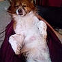 dog, pet, animal, fur, relaxed, sleepy, cozy, blanket, person, lap, indoor, brown, white, furred, companion, cute, resting, comfort, couch, casual