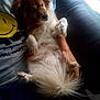 dog, pet, fluffy, couch, person, smiley_face, shirt, arm, indoor, relaxed, comfort, fur, tail, hand, casual, seated, cozy, domestic, animal, resting