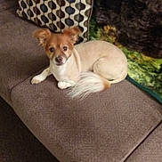 Kenny is registered to the contest to win money with this photo: dog, couch, pet, indoor, brown, small_dog, fluffy_tail, ears, looking, relaxed, home, blanket, pillow, fur, animal, companion, cute, domestic, laying, calm