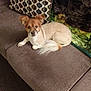 dog, couch, pet, indoor, brown, small_dog, fluffy_tail, ears, looking, relaxed, home, blanket, pillow, fur, animal, companion, cute, domestic, laying, calm