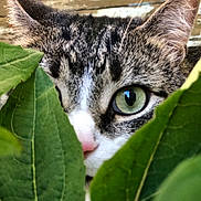 Ollie joined the competition — help win amazing prizes! animal, background, cat, close_up, curious, ears, eye, fur, green_eye, leaves, nature, nose, outdoor, peeking, pet, plant, tabby, whiskers, wildlife, wood