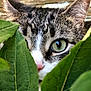 animal, background, cat, close_up, curious, ears, eye, fur, green_eye, leaves, nature, nose, outdoor, peeking, pet, plant, tabby, whiskers, wildlife, wood