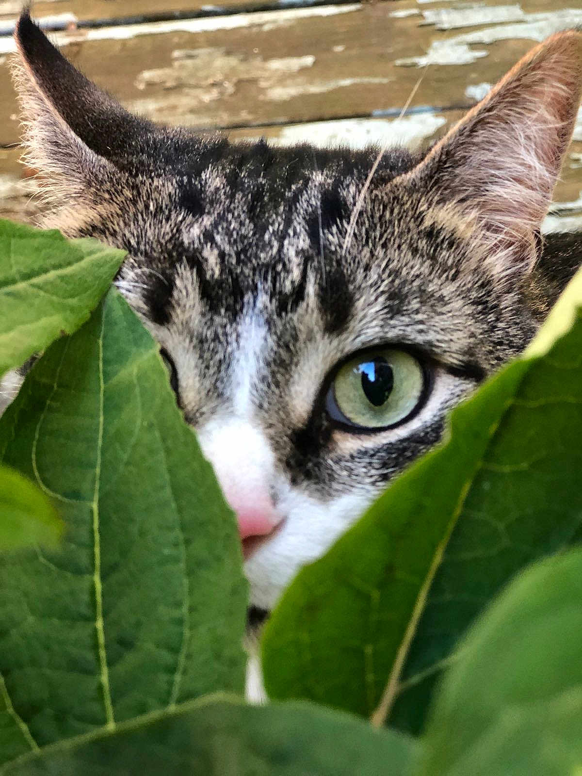 Ollie