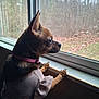 animal, brown, collar, curious, daylight, dog, ears, fur, indoor, looking_out, paws, pet, quiet, screen, side_view, small_dog, sweater, window, windowsill, wood