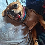 Cocoa joined the competition — help win amazing prizes! dog, pet, bed, blanket, collar, vest, canine, fur, paw, sleeping_area, indoor, cute, happy, expression, small_dog, resting, cozy, animal, domestic_animal, mouth_open