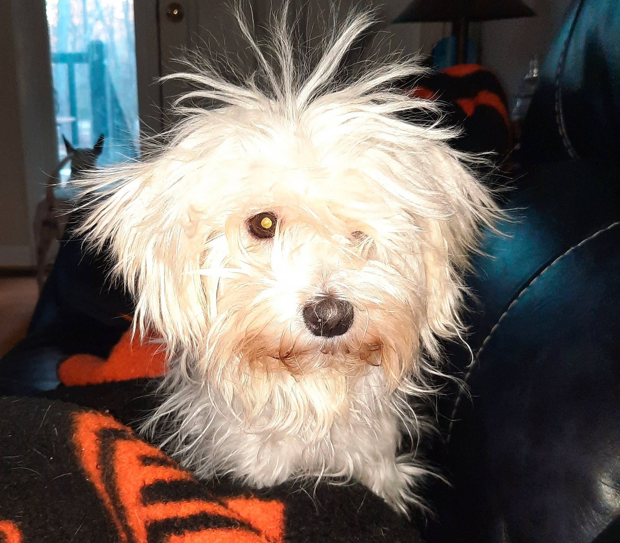 Gracie is registered to the contest to win money with this photo: biewer_terrier, canidae, carnivore, cockapoo, companion_dog, dog, dog_breed, fur, labradoodle, poodle_crossbreed, puppy, shih_poo, small_terrier, snout, sporting_group, terrestrial_animal, terrier, toy_dog, working_animal, yorkipoo