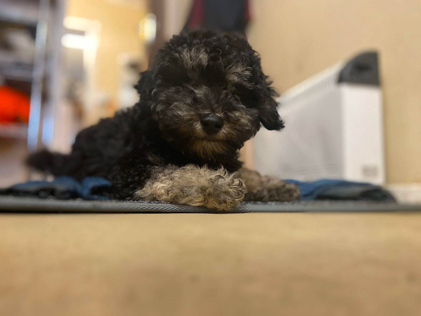 Jeff is registered to the contest to win money with this photo: barbet, bolonka, canidae, carnivore, cockapoo, dog, dog_breed, maltepoo, mammal, miniature_poodle, poodle_crossbreed, puppy, schnoodle, shih_poo, snout, spanish_water_dog, sporting_group, toy_poodle, vertebrate, water_dog