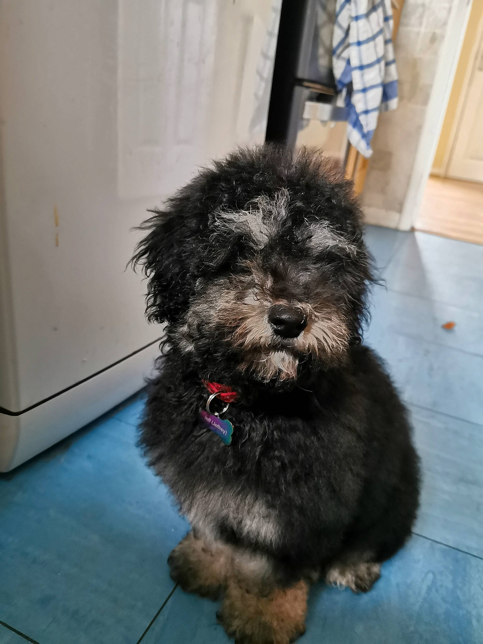 Jeff is registered to the contest to win money with this photo: bolonka, canidae, carnivore, cockapoo, companion_dog, dog, dog_breed, maltepoo, mammal, miniature_poodle, poodle, poodle_crossbreed, puppy, rare_breed_dog, schnoodle, snout, sporting_group, terrier, toy_poodle, vertebrate