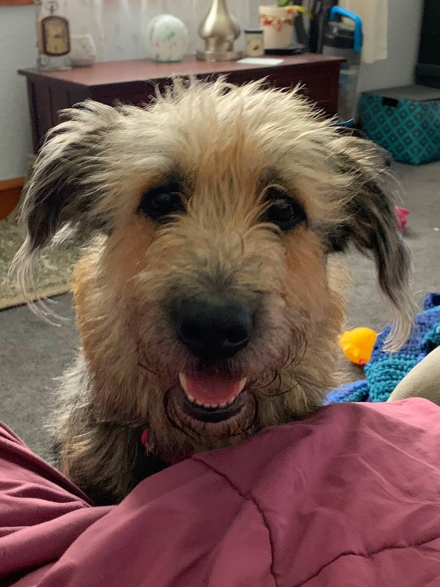 Maggie is registered to the contest to win money with this photo: cabinetry, canidae, carnivore, comfort, companion_dog, dog, dog_breed, drawer, ear, flooring, fur, home_appliance, kitchen_appliance, labradoodle, puppy_love, small_terrier, snout, sporting_group, terrier, toy_dog