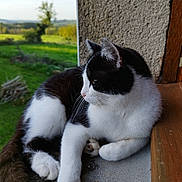 Titus participe au concours pour gagner de l'argent avec cette photo : abyssinian, animal, architecture, blackcat, building, cat, grass, hardwood, house, housing, kitten, manx, pet, plant, plywood, porch, siamese, slate, wood
