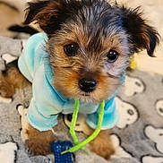 Raven is registered to the contest to win money with this photo: animal, blanket, blue_clothing, blue_toy, cute, dog, ears, eyes, fluffy, fur, hoodie, indoor, nose, pet, puppy, skull_pattern, small, soft, toy, young