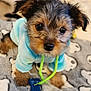 animal, blanket, blue_clothing, blue_toy, cute, dog, ears, eyes, fluffy, fur, hoodie, indoor, nose, pet, puppy, skull_pattern, small, soft, toy, young