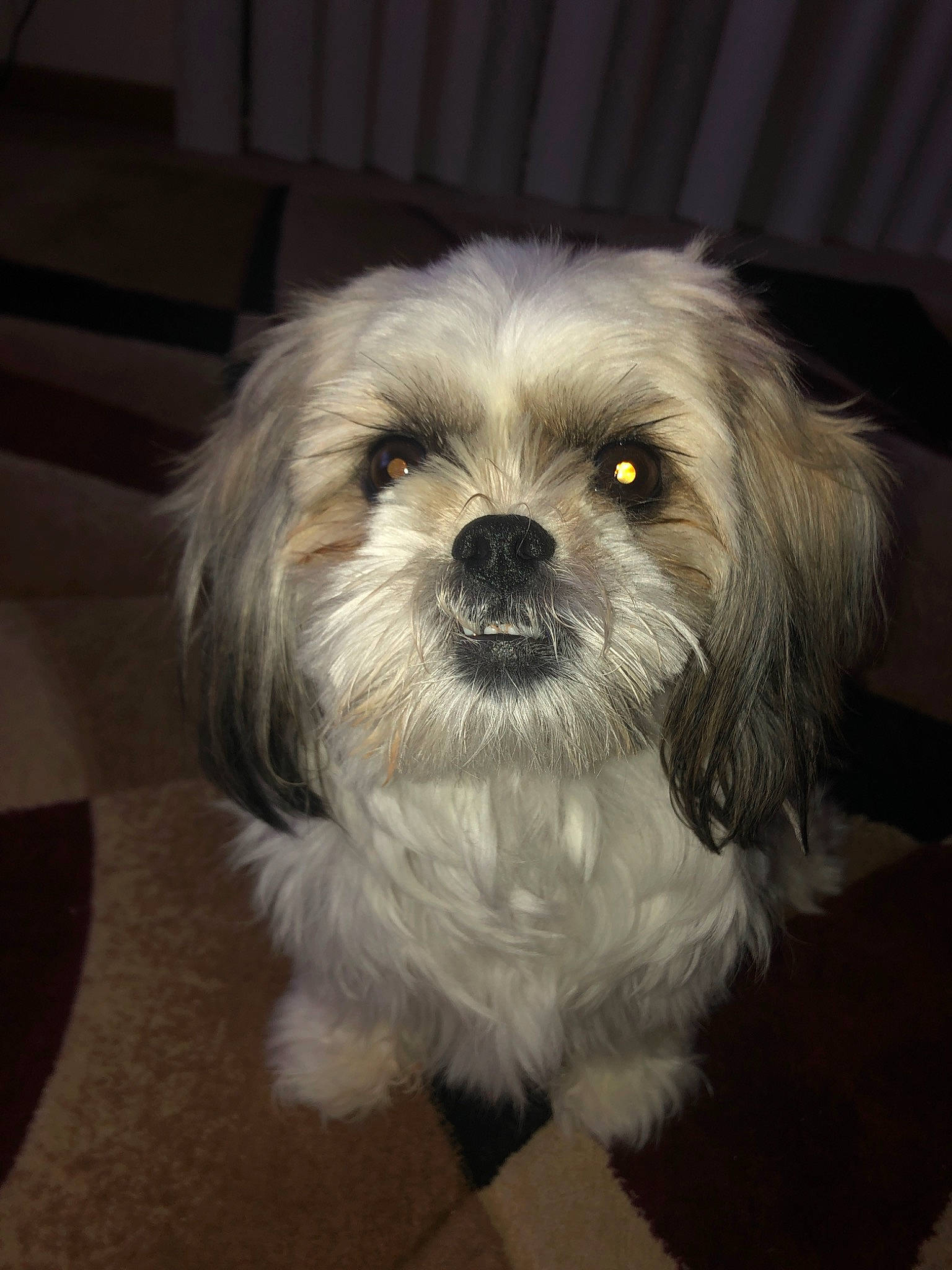 Daisy May joined the competition — help win amazing prizes! canidae, carnivore, chinese_imperial_dog, companion_dog, dog, dog_breed, eye, fur, havanese, kyi_leo, lhasa_apso, lowchen, maltepoo, maltese, mammal, morkie, puppy, shih_tzu, snout, vertebrate