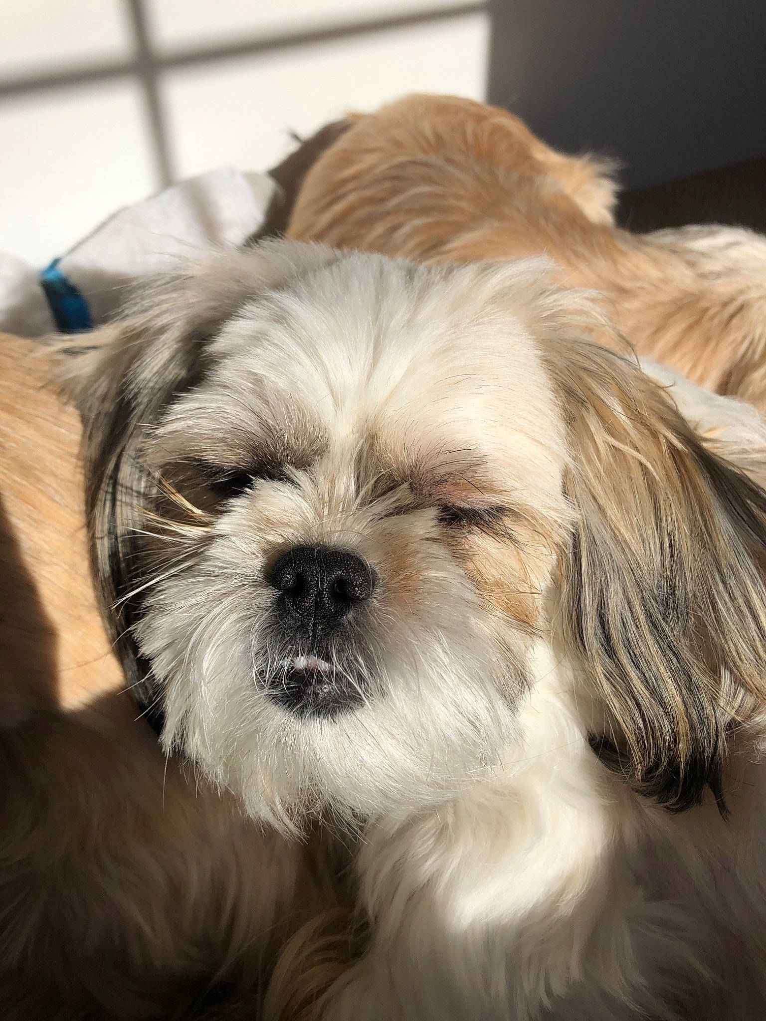 Daisy May is registered to the contest to win money with this photo: canidae, carnivore, chinese_imperial_dog, close_up, companion_dog, dog, dog_breed, fur, kyi_leo, lhasa_apso, lowchen, maltepoo, mammal, non_sporting_group, puppy, rare_breed_dog, shih_tzu, snout, toy_dog, vertebrate