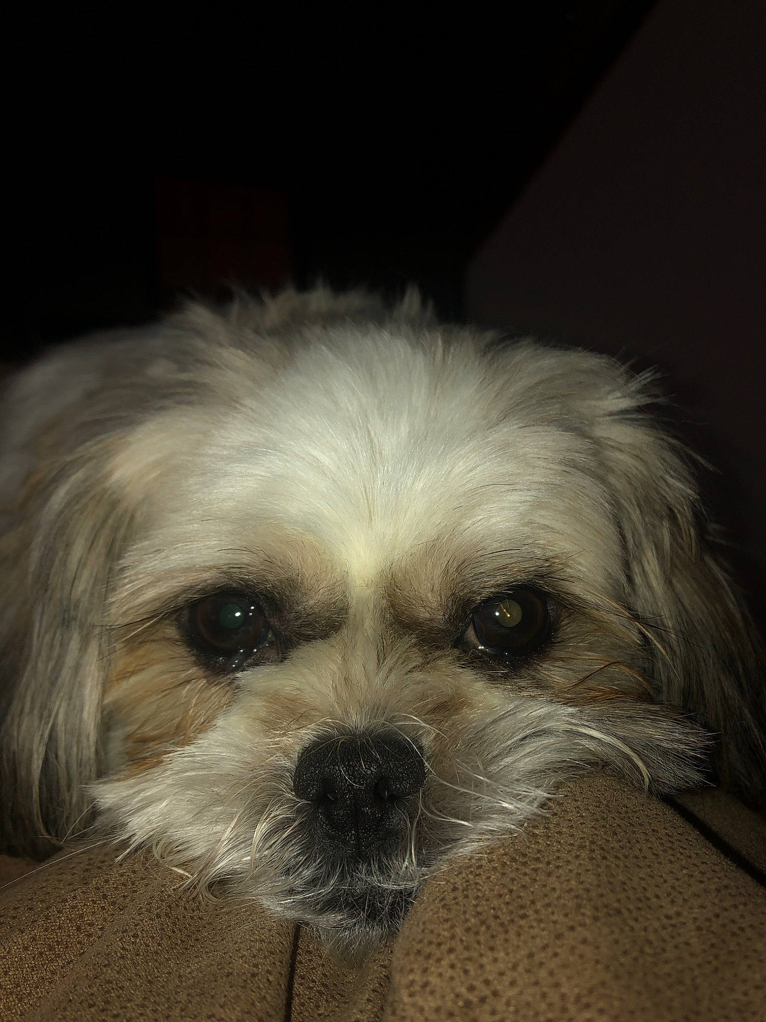 Daisy May is registered to the contest to win money with this photo: canidae, carnivore, chinese_imperial_dog, companion_dog, dog, dog_breed, eye, fur, head, lhasa_apso, maltepoo, maltese, mammal, morkie, nose, puppy, schnoodle, shih_tzu, snout, vertebrate