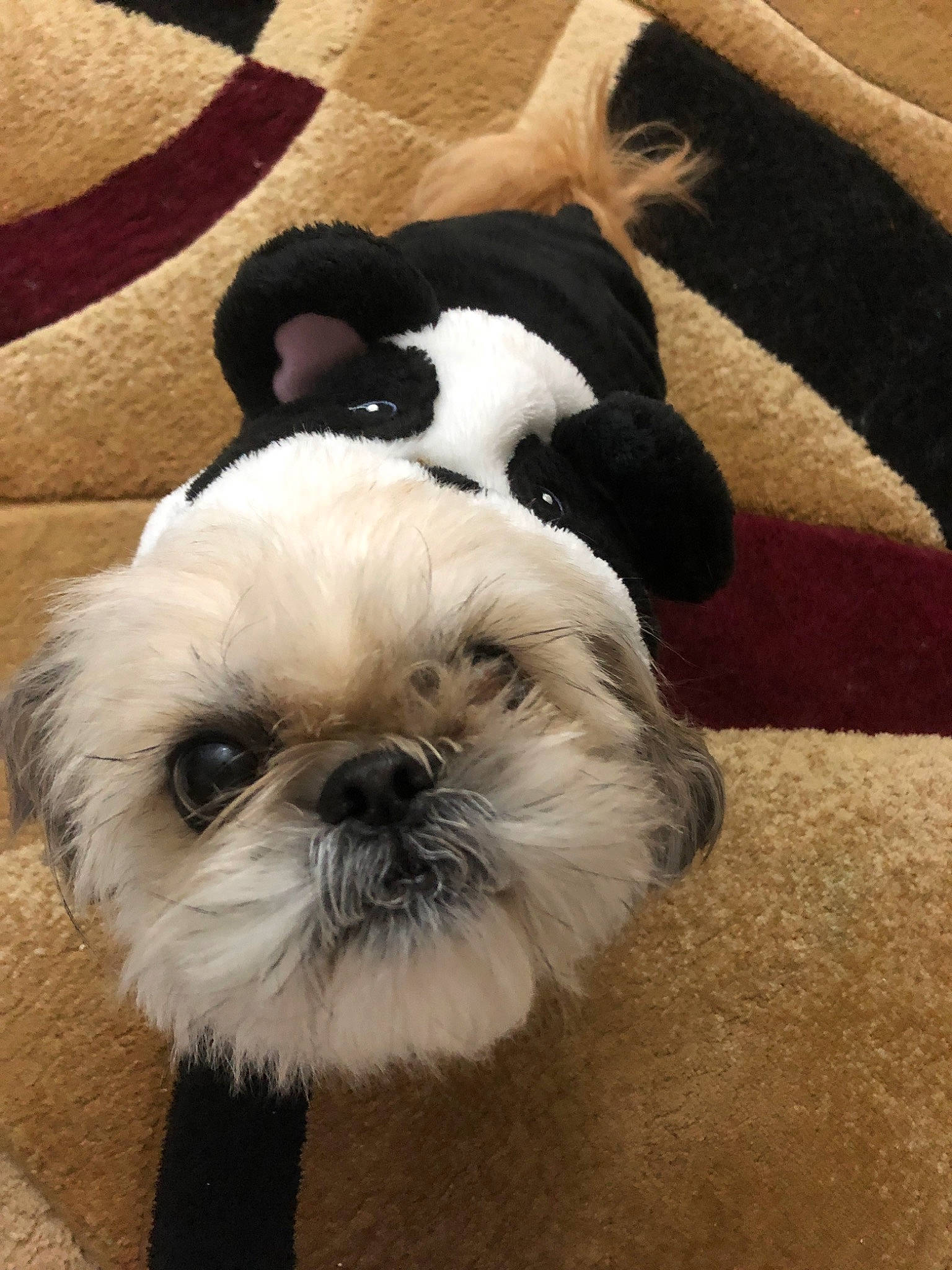 Coco is registered to the contest to win money with this photo: canidae, carnivore, chinese_imperial_dog, companion_dog, dog, dog_breed, ear, fur, lhasa_apso, maltepoo, mammal, non_sporting_group, petit_basset_griffon_vendeen, puppy, puppy_love, rare_breed_dog, shih_tzu, snout, toy_dog, vertebrate